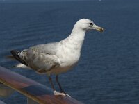 Larus argentatus 41, Zilvermeeuw, juvenile, Saxifraga-Willem van Kruijsbergen