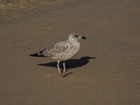 Larus argentatus 42, Zilvermeeuw, juvenile first winter, Saxifraga-Willem van Kruijsbergen