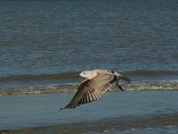 Larus argentatus 43, Zilvermeeuw, juvenile first winter, Saxifraga-Willem van Kruijsbergen