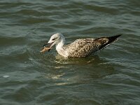 Larus argentatus 46, Zilvermeeuw, juvenile, Saxifraga-Piet Munsterman
