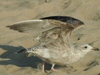 Larus argentatus 47, Zilvermeeuw, juvenile, Saxifraga-Jan van der Straaten