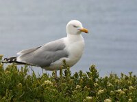 Larus argentatus 48, Zilvermeeuw, Saxifraga-Janus Verkerk