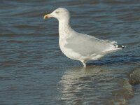 Larus argentatus 49, Zilvermeeuw, subadult, Saxifraga-Jan van der Straaten