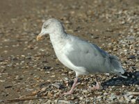 Larus argentatus 50, Zilvermeeuw, subadult, Saxifraga-Jan van der Straaten
