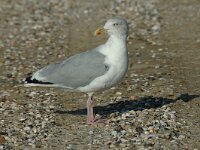 Larus argentatus 51, Zilvermeeuw, subadult, Saxifraga-Jan van der Straaten