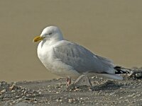 Larus argentatus 53, Zilvermeeuw, adult, summer plumage, Saxifraga-Jan van der Straaten