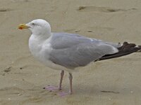Zilvermeeuw #C0215 : Larus argentatus, Herring Gull, Zilvermeeuw, adult