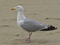 Zilvermeeuw #C0210 : Larus argentatus, Herring Gull, Zilvermeeuw, adult