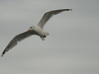 Larus argentatus 56, Zilvermeeuw, Saxifraga-Willem van Kruijsbergen