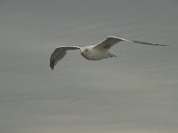 Larus argentatus 57, Zilvermeeuw, Saxifraga-Willem van Kruijsbergen