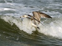 Larus argentatus 58, Zilvermeeuw, juvenile, Saxifraga-Piet Munsterman