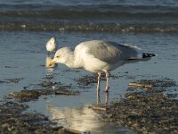 Larus argentatus 6, Zilvermeeuw, Saxifraga-Marijke Verhagen