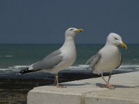 Larus argentatus 60, Zilvermeeuw, display, Saxifraga-Willem van Kruijsbergen