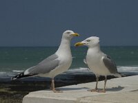 Larus argentatus 61, Zilvermeeuw, display, Saxifraga-Willem van Kruijsbergen