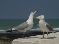 Larus argentatus 62, Zilvermeeuw, display, Saxifraga-Willem van Kruijsbergen