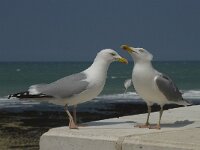 Larus argentatus 63, Zilvermeeuw, display, Saxifraga-Willem van Kruijsbergen