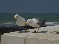 Larus argentatus 65, Zilvermeeuw, display, Saxifraga-Willem van Kruijsbergen