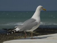 Larus argentatus 66, Zilvermeeuw, Saxifraga-Willem van Kruijsbergen