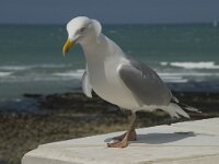 Larus argentatus 67, Zilvermeeuw, Saxifraga-Willem van Kruijsbergen