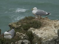 Larus argentatus 68, Zilvermeeuw, Saxifraga-Willem van Kruijsbergen