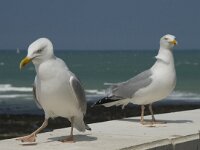 Larus argentatus 69, Zilvermeeuw, display, Saxifraga-Willem van Kruijsbergen