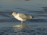 Larus argentatus 7, Zilvermeeuw, Saxifraga-Marijke Verhagen