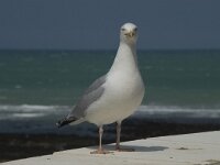 Larus argentatus 70, Zilvermeeuw, Saxifraga-Willem van Kruijsbergen