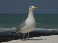 Larus argentatus 71, Zilvermeeuw, Saxifraga-Willem van Kruijsbergen