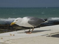 Larus argentatus 72, Zilvermeeuw, Saxifraga-Willem van Kruijsbergen