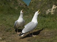 Larus argentatus 73, Zilvermeeuw, display, Saxifraga-Willem van Kruijsbergen