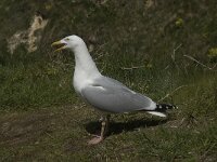Larus argentatus 74, Zilvermeeuw, Saxifraga-Willem van Kruijsbergen