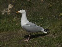 Larus argentatus 75, Zilvermeeuw, Saxifraga-Willem van Kruijsbergen
