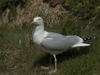 Larus argentatus 76, Zilvermeeuw, Saxifraga-Willem van Kruijsbergen