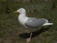 Larus argentatus 77, Zilvermeeuw, Saxifraga-Willem van Kruijsbergen