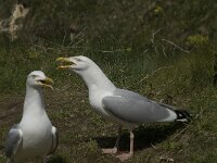 Larus argentatus 78, Zilvermeeuw, display, Saxifraga-Willem van Kruijsbergen