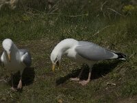 Larus argentatus 80, Zilvermeeuw, display, Saxifraga-Willem van Kruijsbergen
