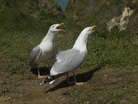 Larus argentatus 81, Zilvermeeuw, display, Saxifraga-Willem van Kruijsbergen