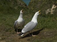 Larus argentatus 82, Zilvermeeuw, display, Saxifraga-Willem van Kruijsbergen