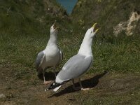Larus argentatus 83, Zilvermeeuw, display, Saxifraga-Willem van Kruijsbergen