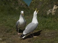 Larus argentatus 84, Zilvermeeuw, display, Saxifraga-Willem van Kruijsbergen