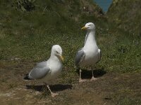 Larus argentatus 85, Zilvermeeuw, display, Saxifraga-Willem van Kruijsbergen