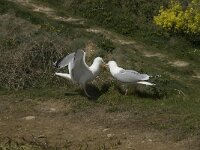Larus argentatus 86, Zilvermeeuw, display, Saxifraga-Willem van Kruijsbergen