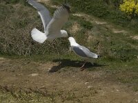 Larus argentatus 88, Zilvermeeuw, display, Saxifraga-Willem van Kruijsbergen