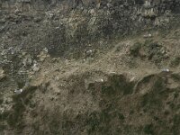 Larus argentatus 89, Zilvermeeuw, Saxifraga-Willem van Kruijsbergen