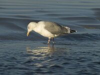 Larus argentatus 9, Zilvermeeuw, Saxifraga-Marijke Verhagen