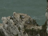 Larus argentatus 90, Zilvermeeuw, Saxifraga-Willem van Kruijsbergen