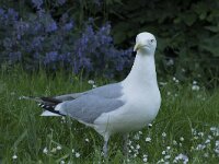 Larus argentatus 93, Zilvermeeuw, Saxifraga-Willem van Kruijsbergen