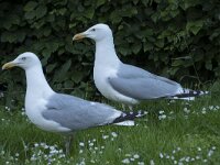 Larus argentatus 94, Zilvermeeuw, Saxifraga-Willem van Kruijsbergen