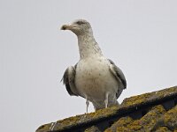 Larus argentatus 97, Zilvermeeuw, Saxifraga-Ab H Baas