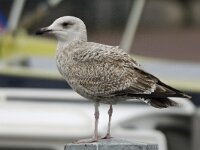 Larus argentatus 99, Zilvermeeuw, Saxifraga-Ab H Baas